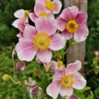 Anemone tomentosa ‘Robutissima’