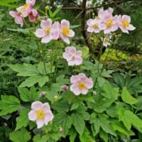 Anemone tomentosa ‘Robutissima’