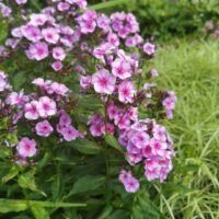 Phlox ‘Neon Flare Blue’