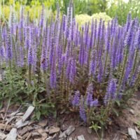 Veronica spicata ‘Nana’