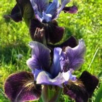 Iris sibirica ‘Black Joker’