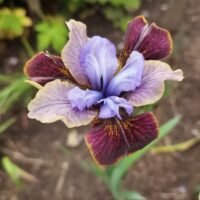 Iris sibirica ‘Black Joker’