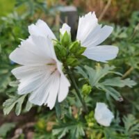Malva moschata