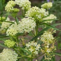 Asclepias incarnata ‘Ice Ballet’