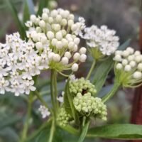 Asclepias incarnata ‘Ice Ballet’