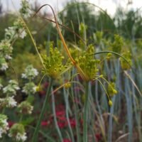 Allium flavum