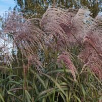 Miscanthus sinensis ‘Rossi’