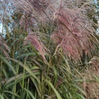 Miscanthus sinensis ‘Rossi’