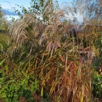 Miscanthus sinensis ‘Rossi’
