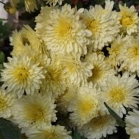 Chrysanthemum Nr 5