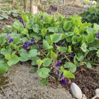 Viola odorata ‘Donau’