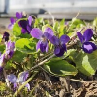 Viola odorata ‘Donau’