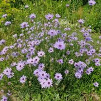 Catananche caerulea