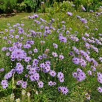 Catananche caerulea