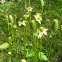 Anemone cylindrica