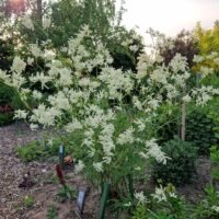 Aconogonon alpinum