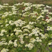 Tanacetum parthenium ‘Snowball’