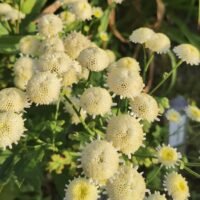 Tanacetum parthenium ‘Snowball’