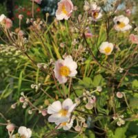 Anemone japonica
