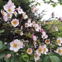Anemone japonica