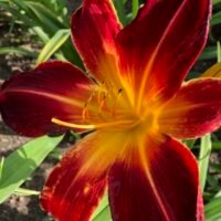 Daylily (=Hemerocallis) ‘Ruby Spider’