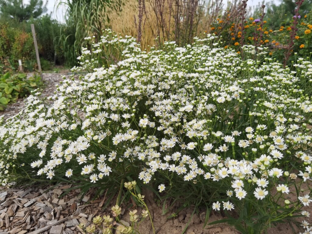 Aster ptarmicoides 'Mago' - Gėlių Dvarelis