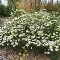 Aster ptarmicoides ‘Mago’