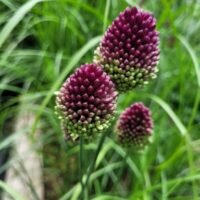 Allium sphaerocephalon