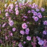 Aster dumosus b.p.(2)