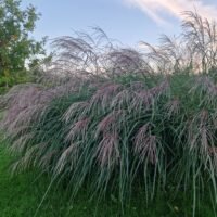 Miscanthus sinensis ‘Bogenlampe’