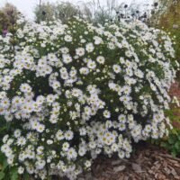 Aster dumosus ‘Apollo’