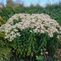 Aster glehnii ‘Agleni’