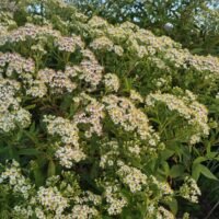 Aster glehnii ‘Agleni’