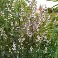 Nepeta nuda ‘Alba’