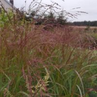 Panicum virgatum ‘Red Cloud’