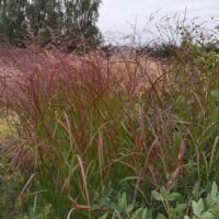 Panicum virgatum ‘Red Cloud’