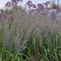 Calamangrostis brachytricha ‘Mona’