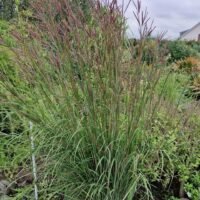 Andropogon gerardii Prairie Sommer