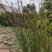 Andropogon gerardii Prairie Sommer