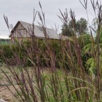 Andropogon gerardii Prairie Sommer