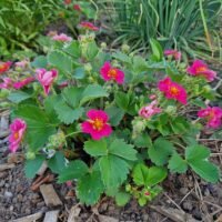 Fragaria x rubra Viva Rosa