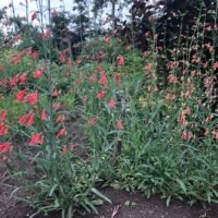 Penstemon barbatus ‘Coccineus’