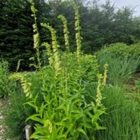 Digitalis lutea