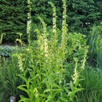 Digitalis lutea