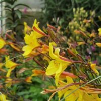 Daylilies (=Hemerocallis) ‘Corky’