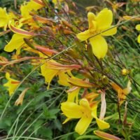 Daylilies (=Hemerocallis) ‘Corky’