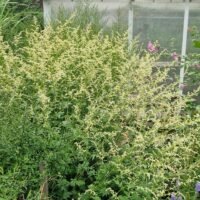 Artemisia lactiflora ‘Weisse Dama’