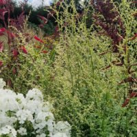 Artemisia lactiflora ‘Weisse Dama’