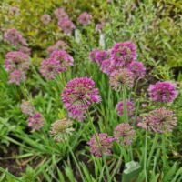 Allium ‘Lavender Bubbles’