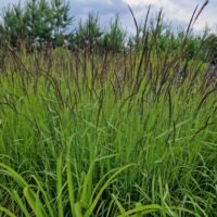 Calamagrostis varia